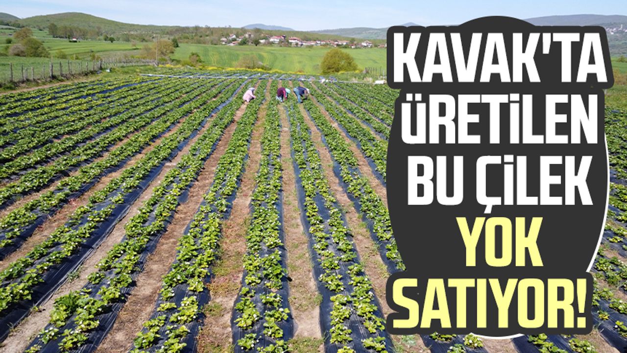 Samsun Kavak Ta Retilen Bu Ilek Yok Sat Yor Samsun Haber Samsun