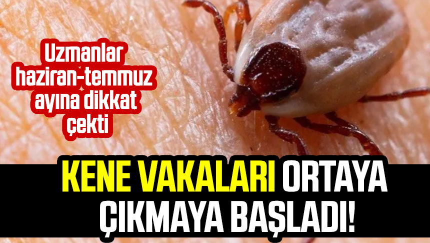 Kene vakaları ortaya çıkmaya başladı Uzmanlar haziran temmuz ayına