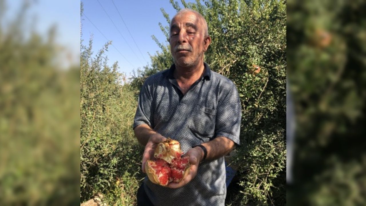 (Özel) Suriye sınırında nar hasadı başladı