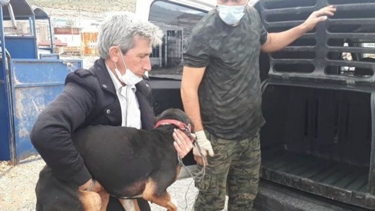 2 ayağından yaralanan köpek İstanbul'a tedaviye gönderildi