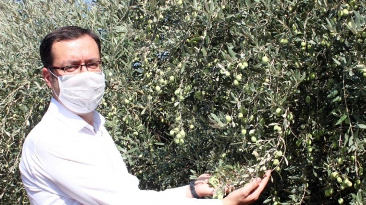 Mersin'de yerel zeytin genetik kaynakları koruma altında