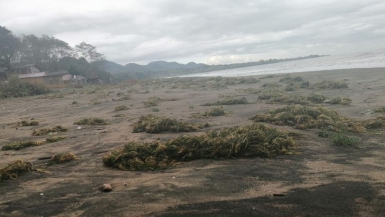 Ünye sahiline deniz yosunları vurdu