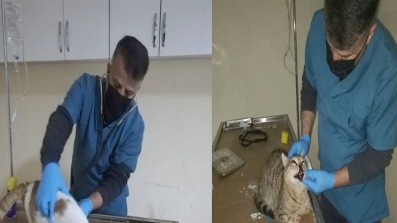 Yaralı ve hasta kediler tedavi altına alındı
