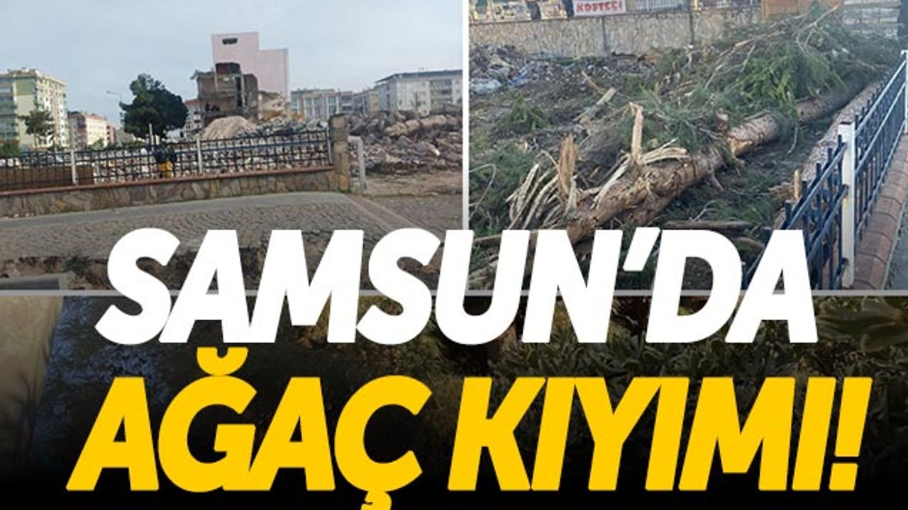 Samsun Büyükşehir Belediyesi'ne Ağaç Tepkisi: 'Hesabı Sorulsun'