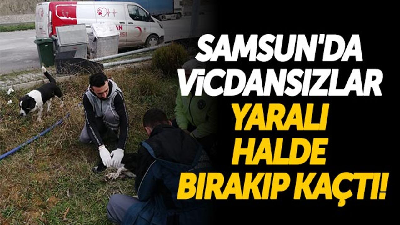 Samsun'da Vicdansızlar Yaralı Halde Bırakıp Kaçtı!