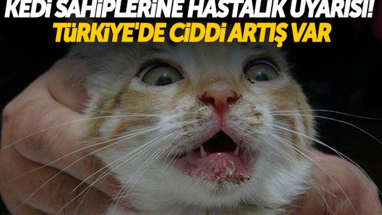 Kedi Sahiplerine Hastalık Uyarısı! Türkiye'de Ciddi Artış Var