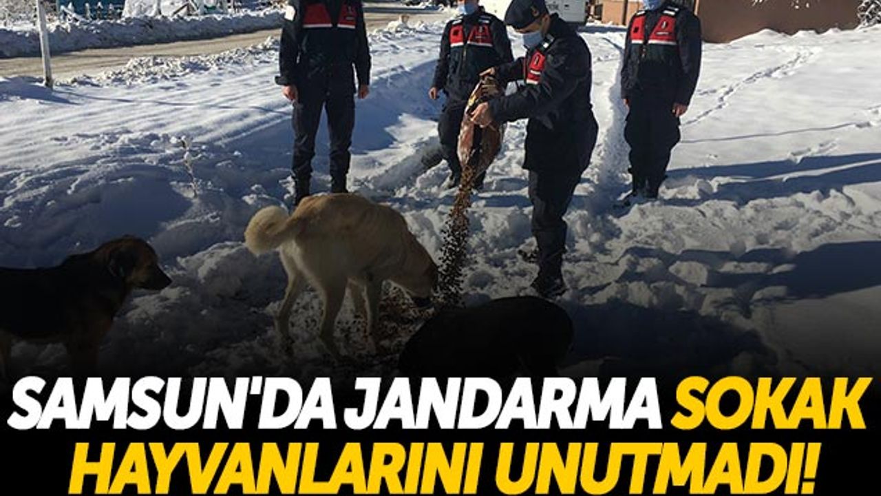 Samsun'da Jandarma Sokak Hayvanlarını Unutmadı!