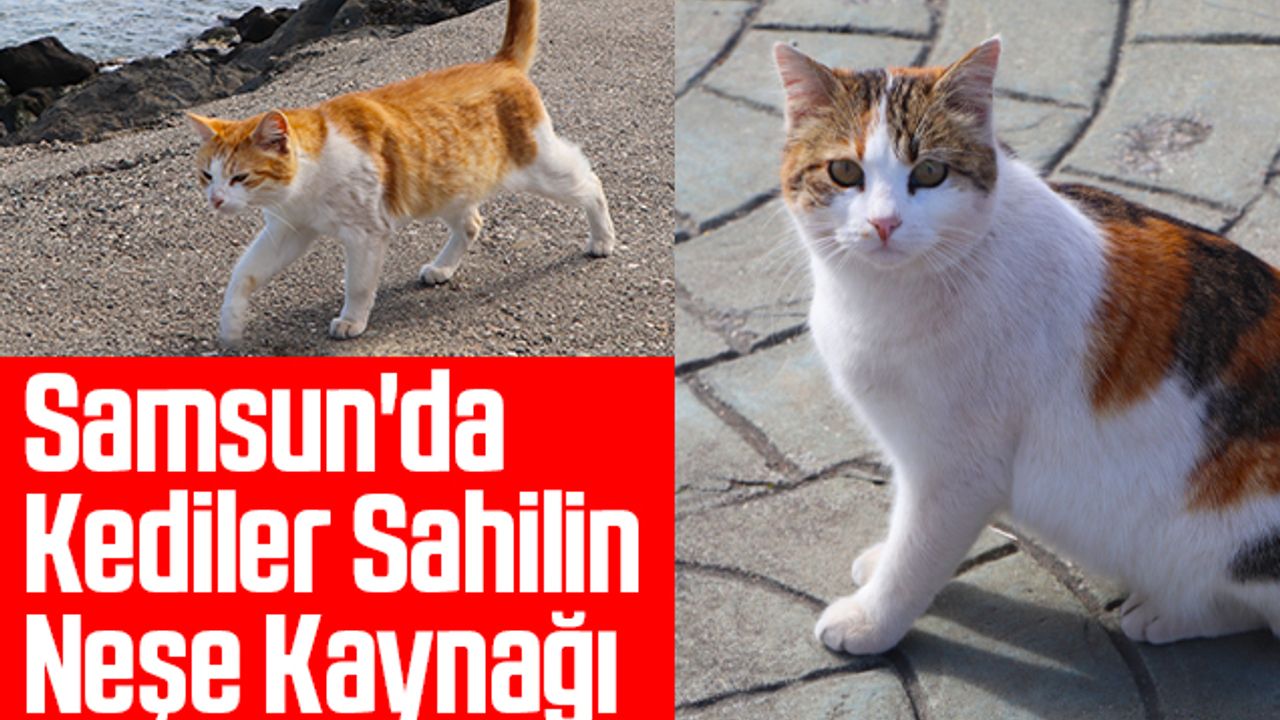 Samsun'da Kediler Sahilin Neşe Kaynağı