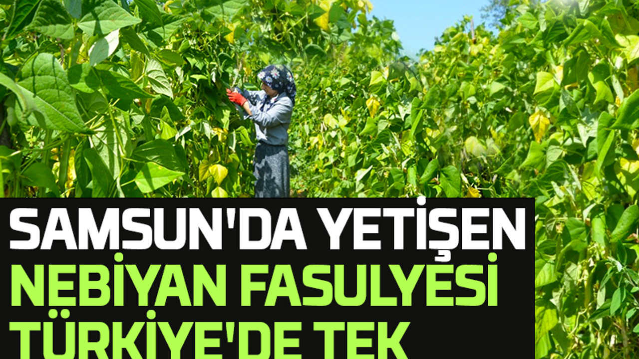 Samsun'da Yetişen Nebiyan Fasulyesi Türkiye'de Tek