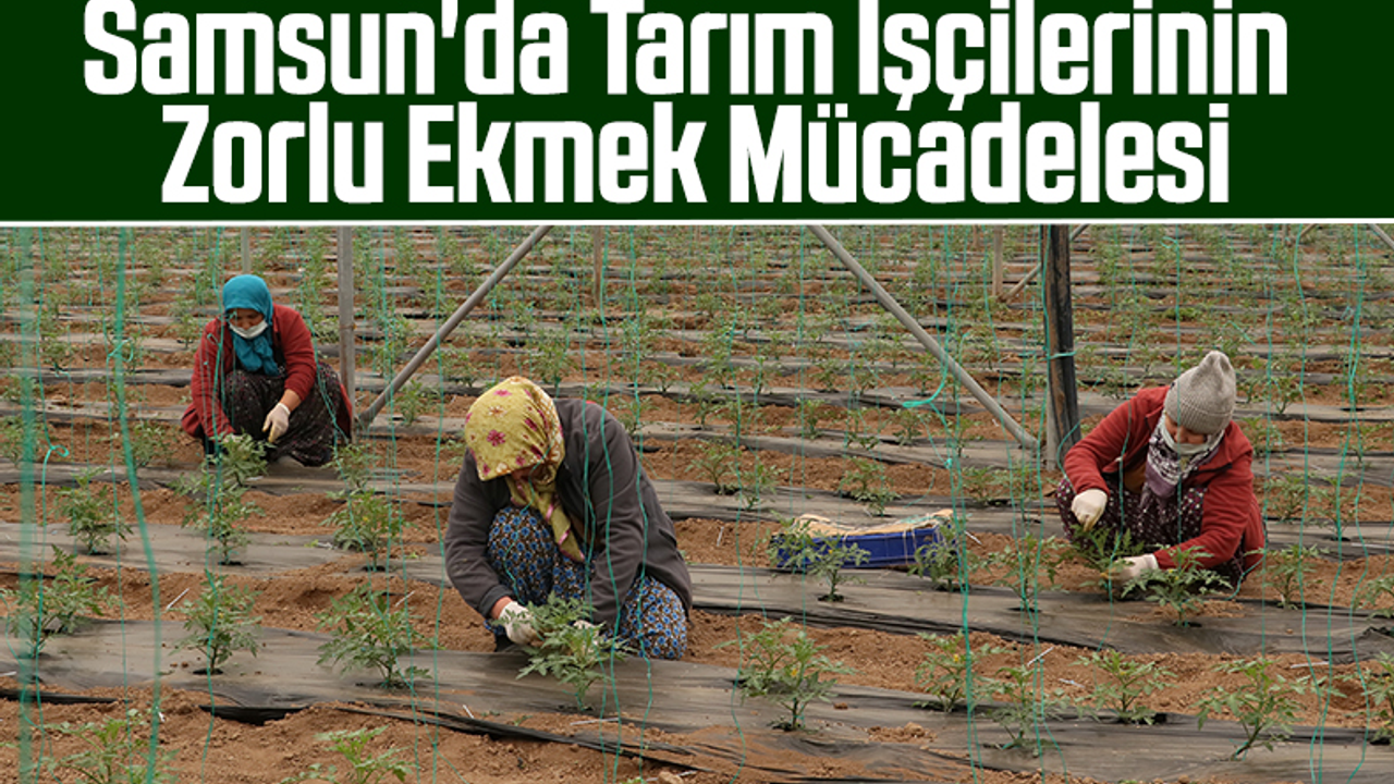Samsun'da Tarım İşçilerinin Zorlu Ekmek Mücadelesi