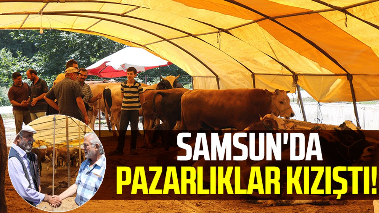 Samsun'da hayvan pazarında pazarlıklar kızıştı!