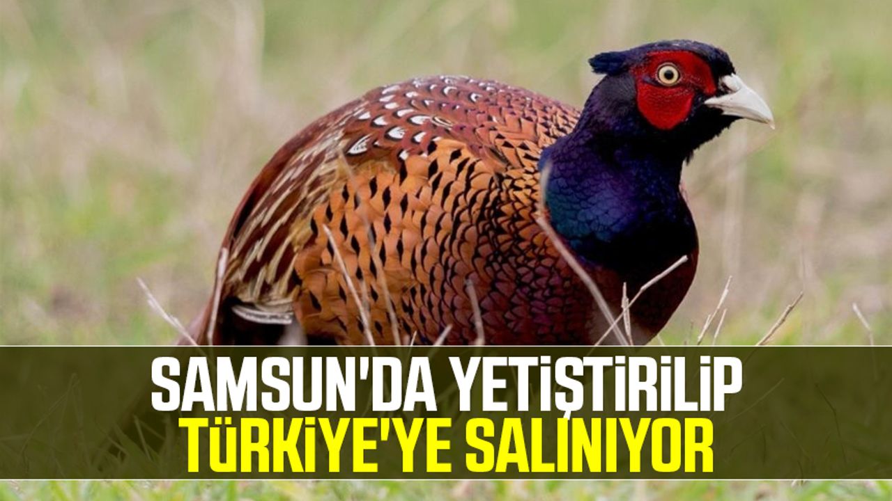 Samsun'da yetiştirilip Türkiye'ye salınıyor