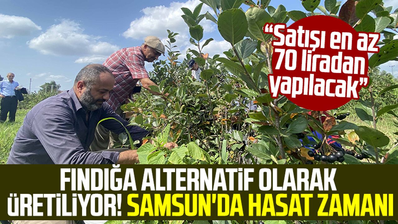 Samsun haber | Fındığa alternatif olarak üretiliyor! Samsun'da hasat zamanı