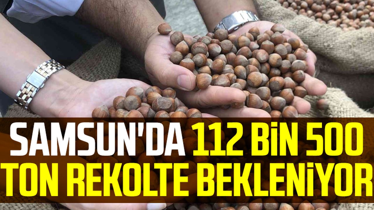 Samsun'da fındıkta 112 bin 500 ton rekolte bekleniyor
