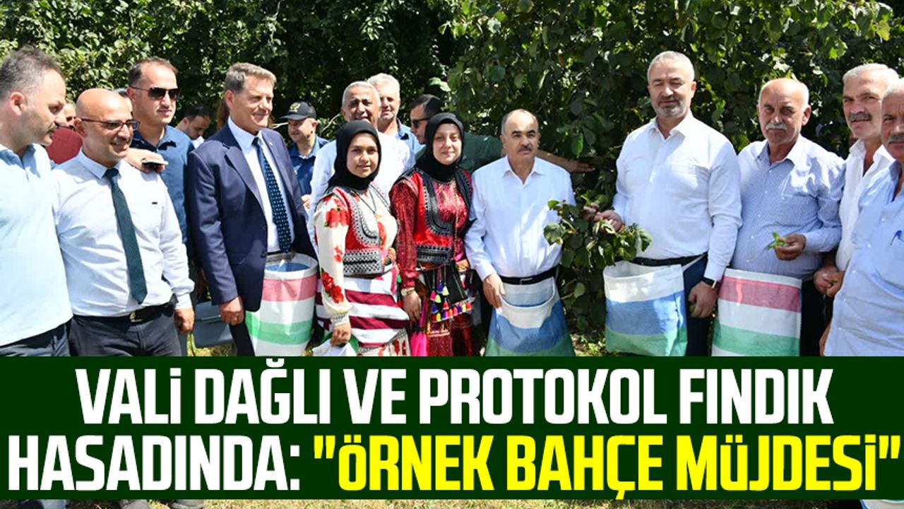Samsun Valisi Zülkif Dağlı ve protokol fındık hasadında: "Örnek bahçe müjdesi"