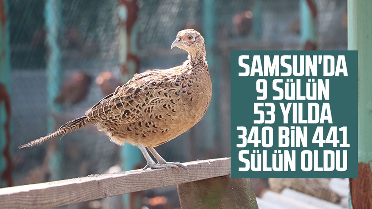 Samsun'da 9 sülün 53 yılda 340 bin 441 sülün oldu