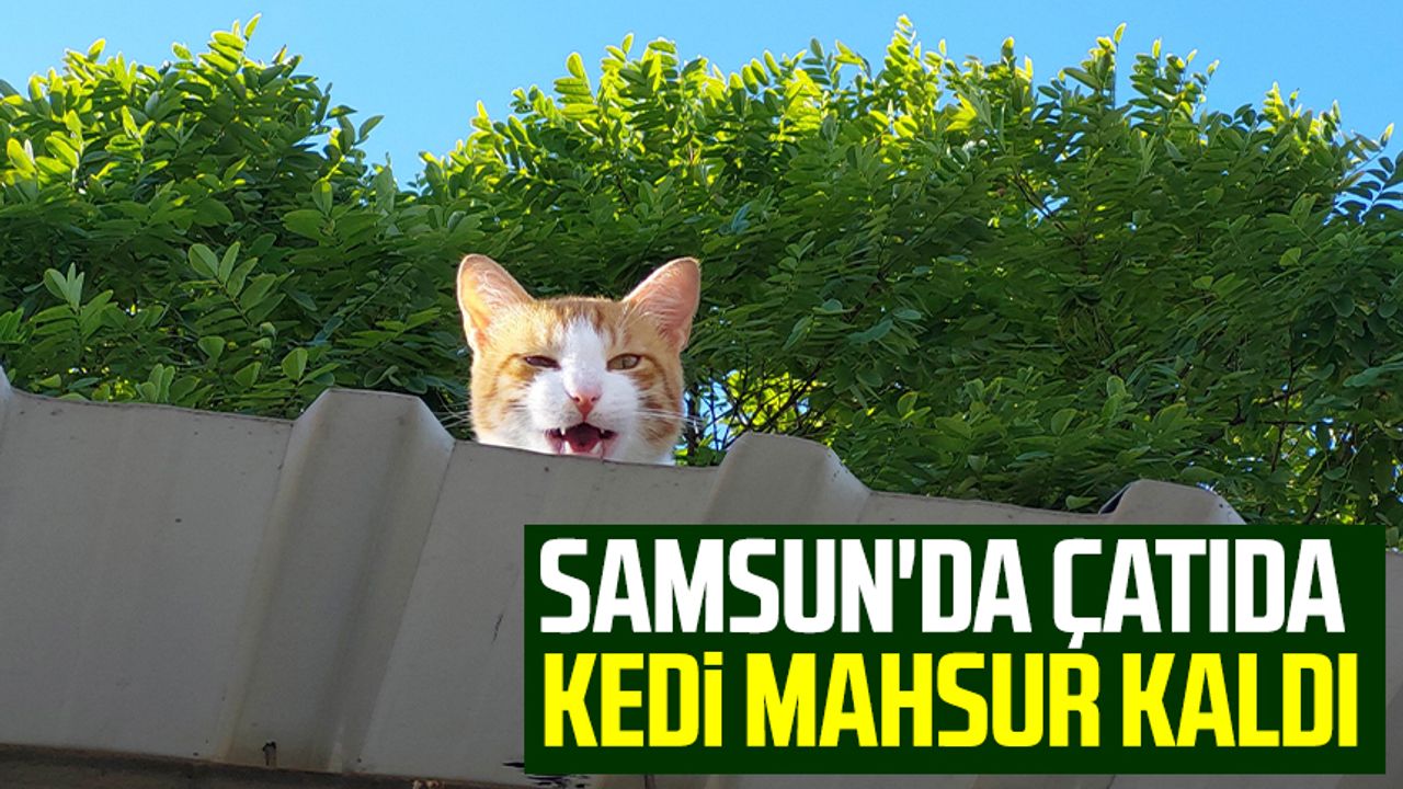 Samsun'da çatıda kedi mahsur kaldı