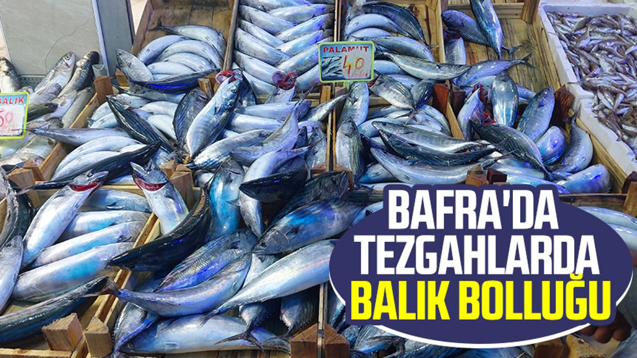 Bafra'da tezgahlarda balık bolluğu