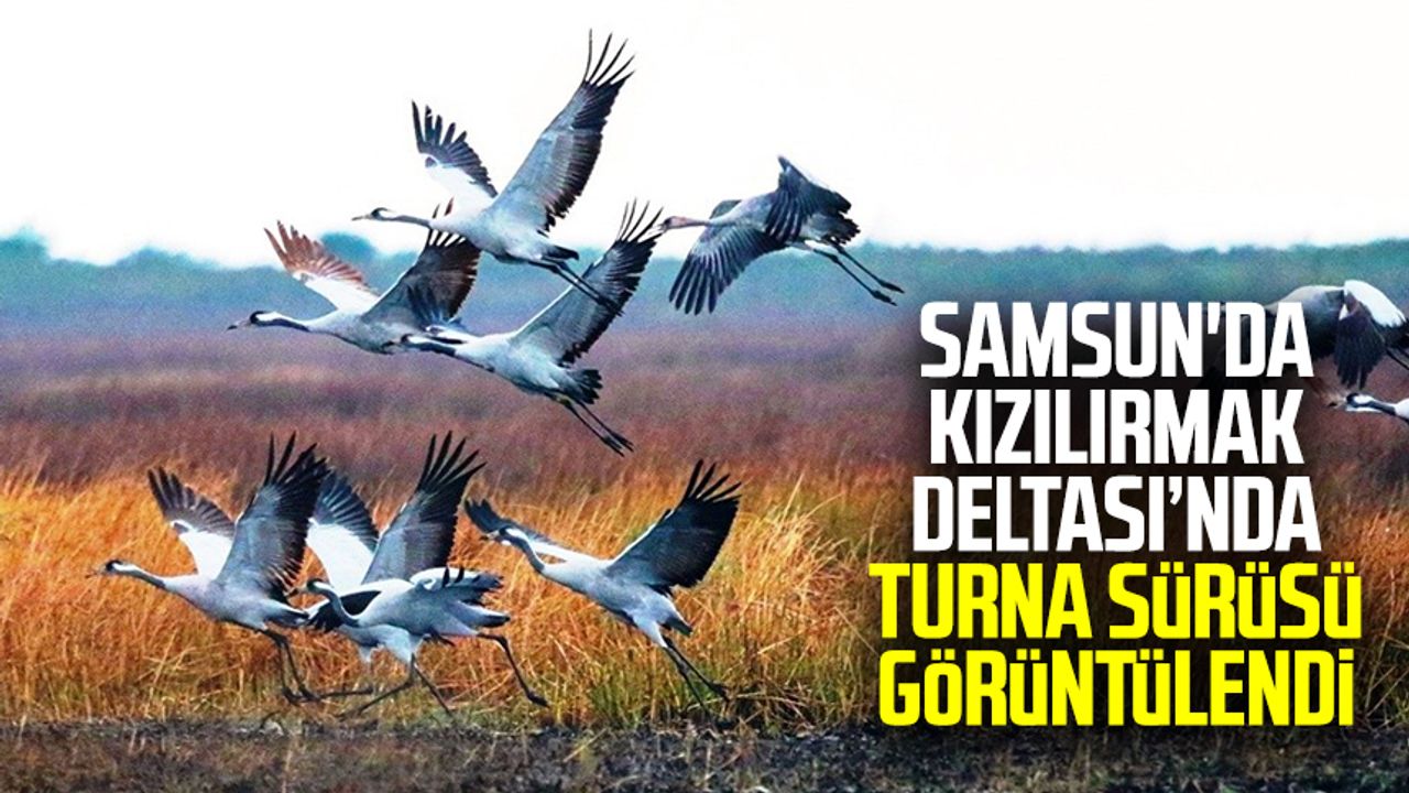 Samsun'da Kızılırmak Deltası’nda turna sürüsü görüntülendi