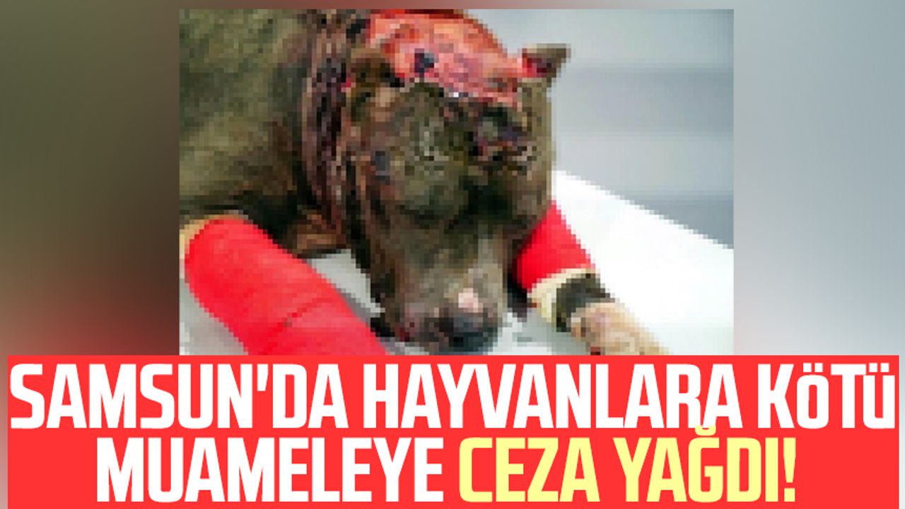 Samsun'da hayvanlara kötü muameleye ceza yağdı!