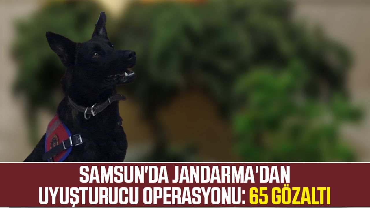Samsun'da Jandarma'dan uyuşturucu operasyonu: 65 gözaltı