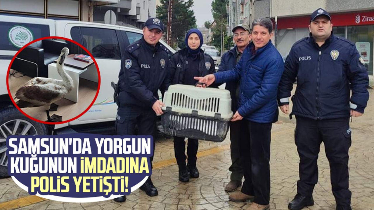 Samsun'da yorgun kuğunun imdadına polis yetişti!
