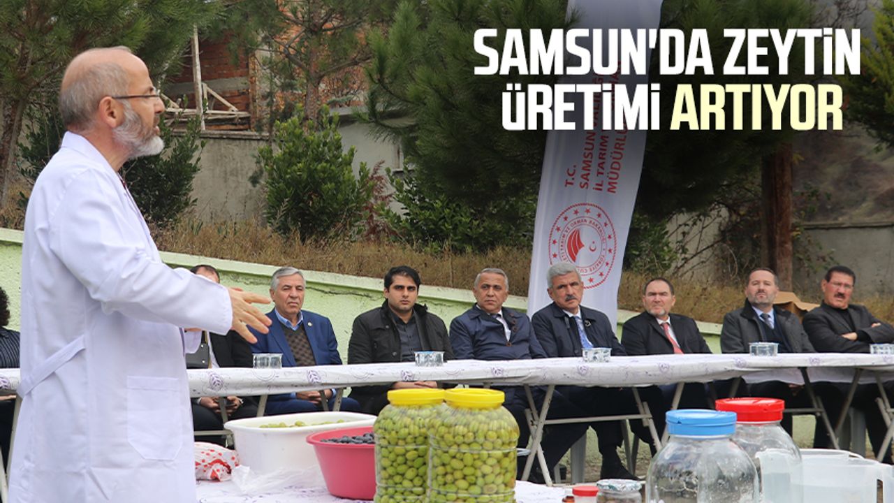 Samsun'da zeytin üretimi artıyor