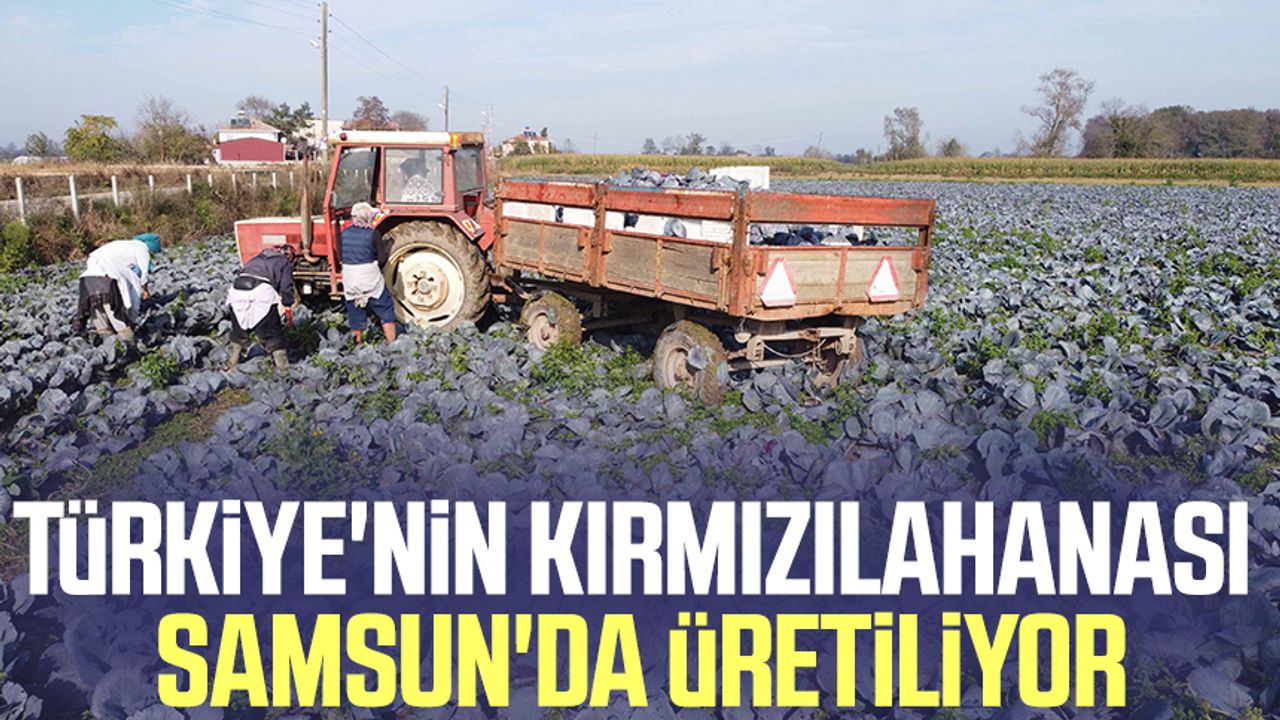 Türkiye'nin kırmızılahanası Samsun'da üretiliyor
