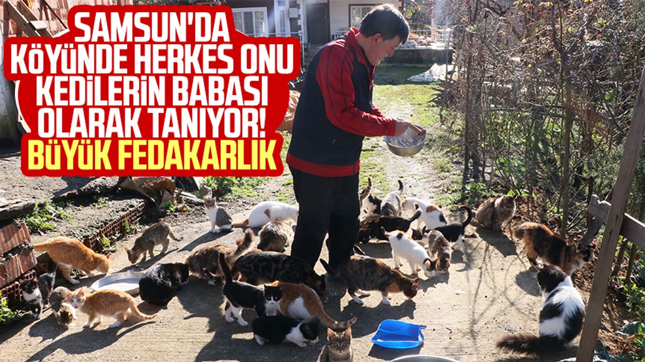 Samsun'da köyünde herkes onu kedilerin babası olarak tanıyor! Büyük fedakarlık