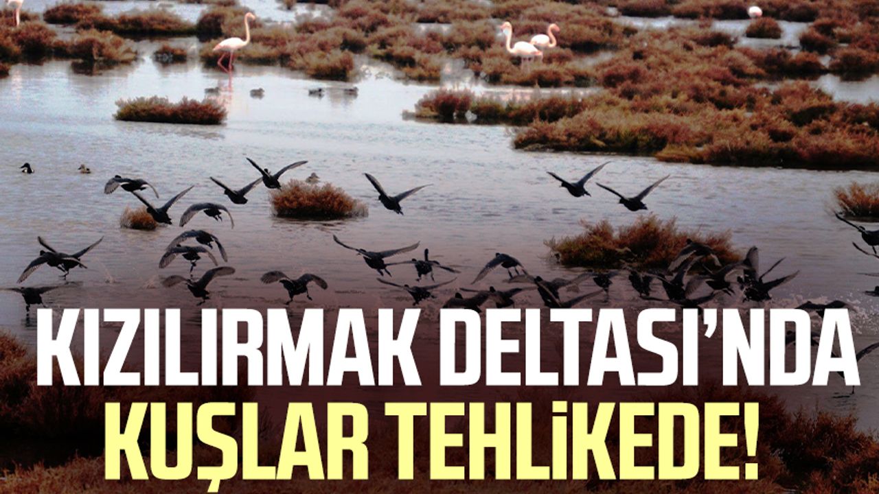 Samsun Kızılırmak Deltası Kuş Cenneti'nde kuşlar tehlikede!