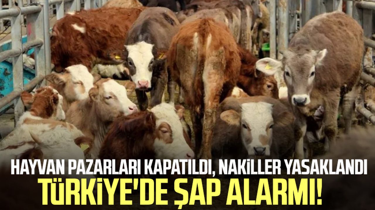 Türkiye'de şap alarmı! Hayvan pazarları kapatıldı, nakiller yasaklandı