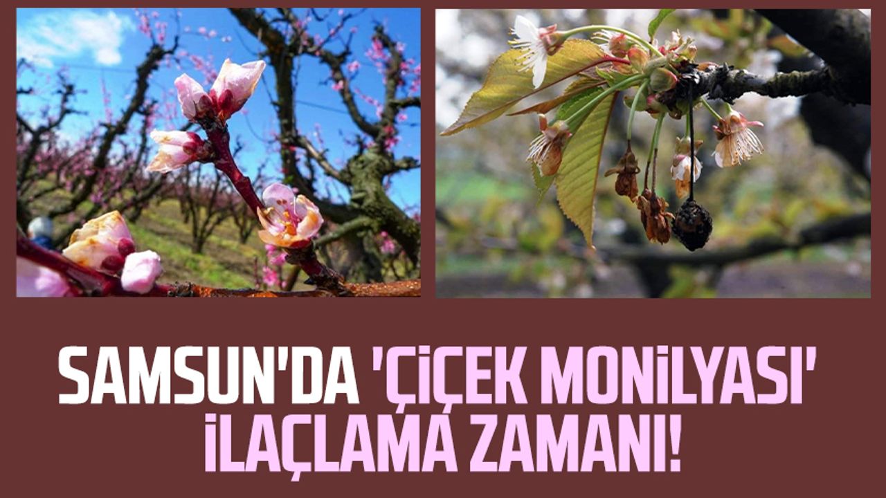 Samsun'da 'çiçek monilyası' ilaçlama zamanı!