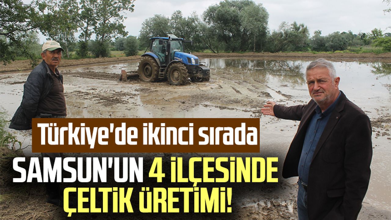 Samsun'un 4 ilçesinde çeltik üretimi! Türkiye'de ikinci sırada