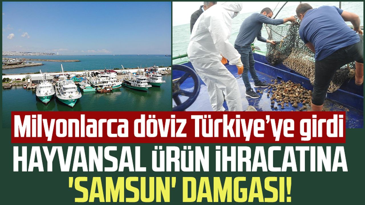 Hayvansal ürün ihracatına 'Samsun' damgası! Milyonlarca döviz Türkiye’ye girdi