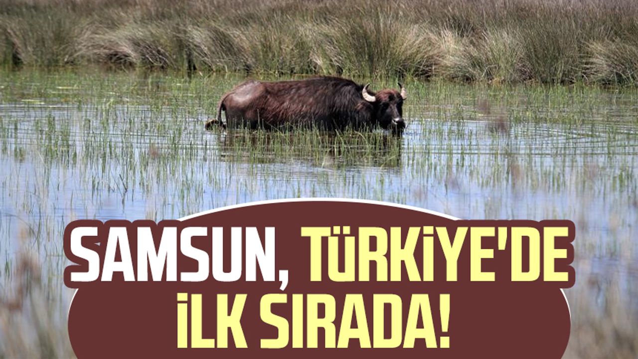 Samsun, Türkiye'de ilk sırada!