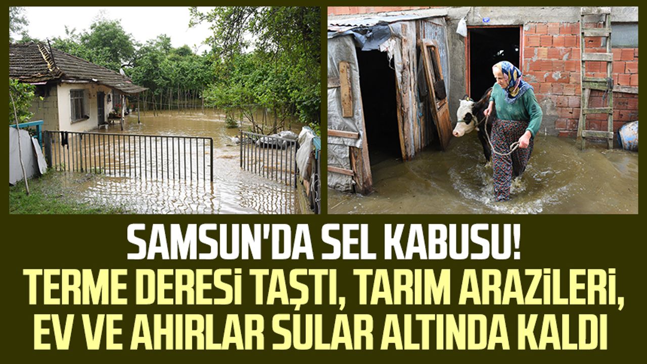 Samsun'da sel kabusu! Terme Deresi taştı, tarım arazileri, ev ve ahırlar sular altında kaldı