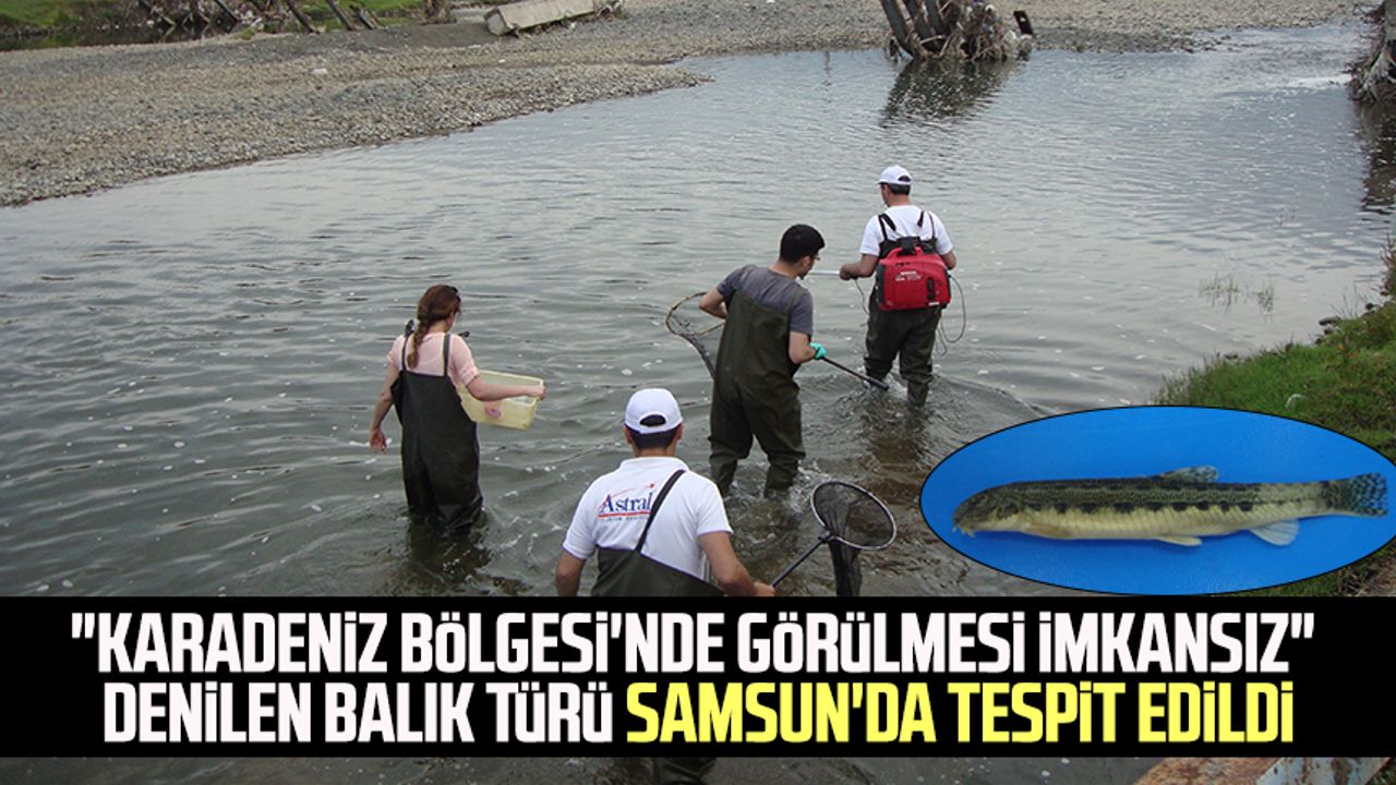 "Karadeniz Bölgesi'nde görülmesi imkansız" denilen balık türü Samsun'da tespit edildi