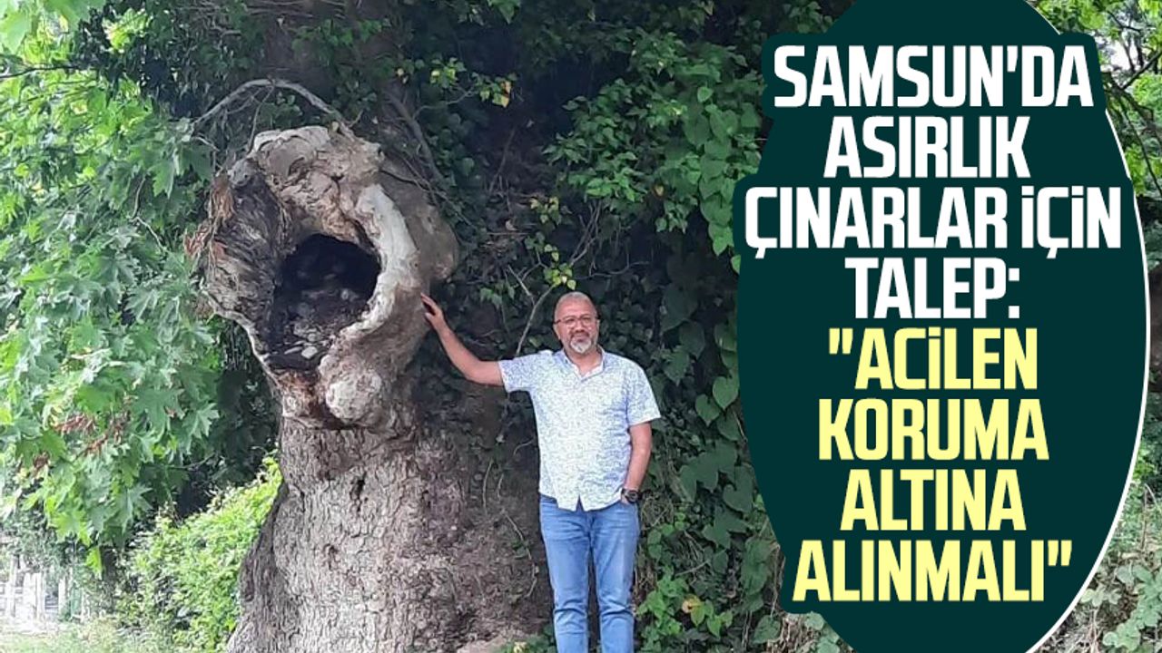 Samsun'da asırlık çınarlar için talep: "Acilen koruma altına alınmalı"