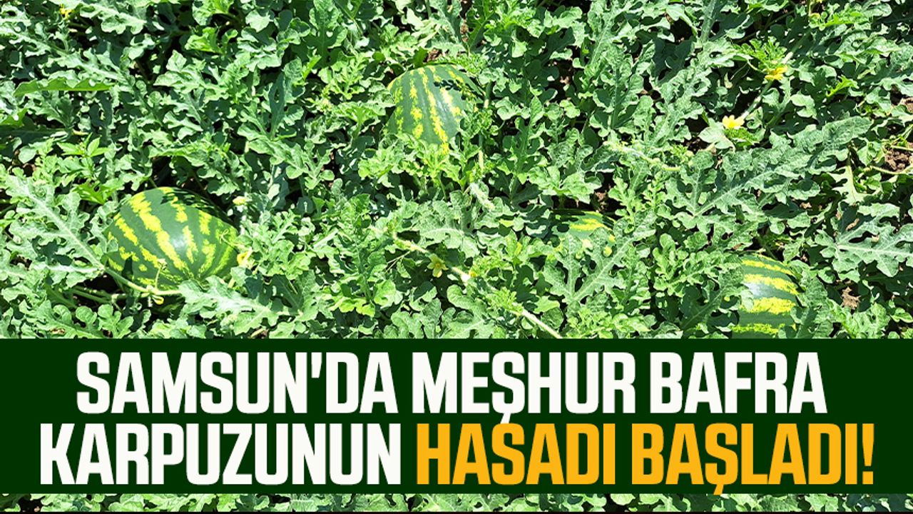 Samsun'da meşhur Bafra karpuzunun hasadı başladı!