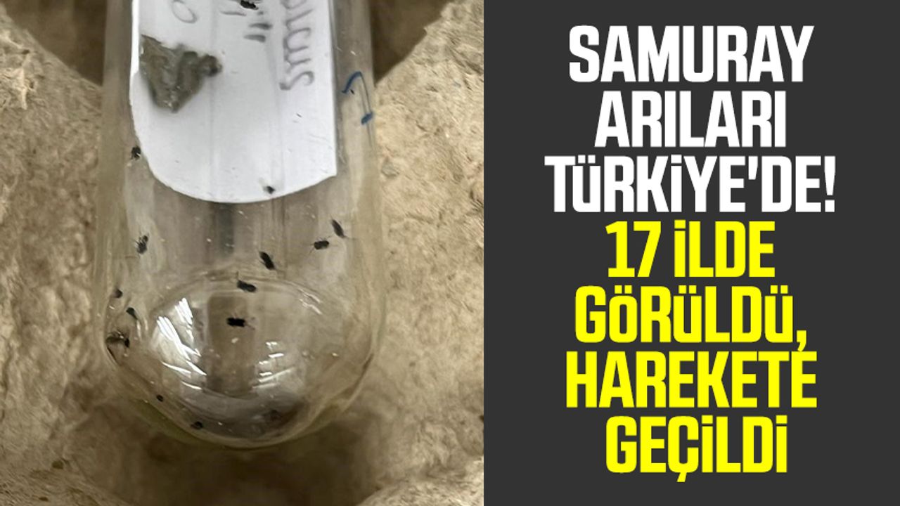 Samuray arıları Türkiye'de! 17 ilde görüldü, harekete geçildi