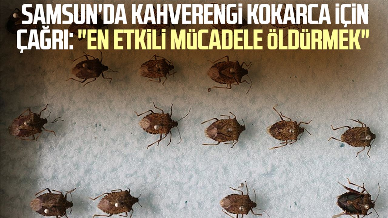 Samsun'da kahverengi kokarca için çağrı: "En etkili mücadele öldürmek"