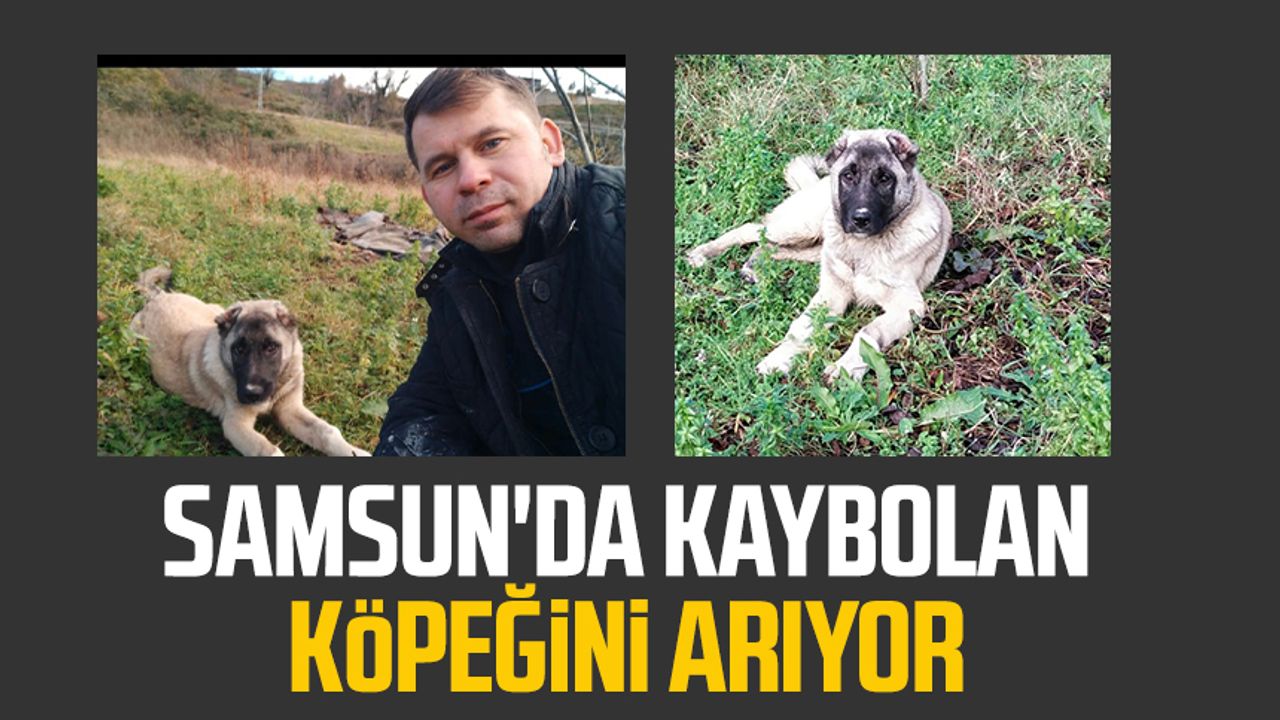 Samsun'da kaybolan köpeğini arıyor