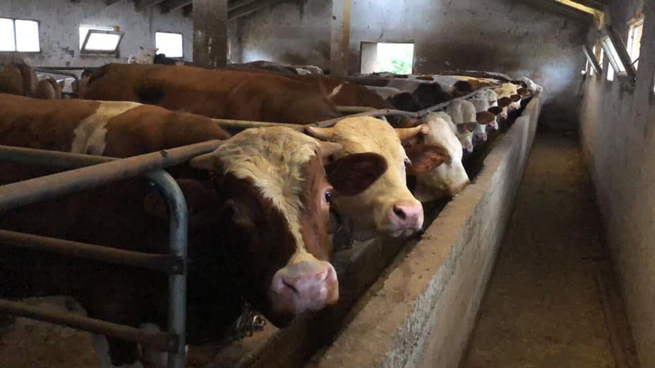 Samsun kurban satış yerleri açıklandı! İlçe ilçe tam liste