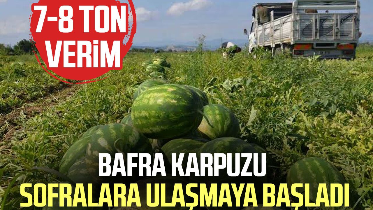 Bafra karpuzu sofralara ulaşmaya başladı