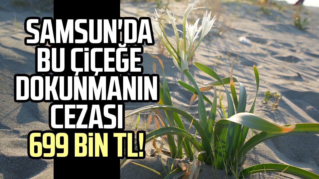Samsun'da bu çiçeğe dokunmanın cezası 699 bin TL!