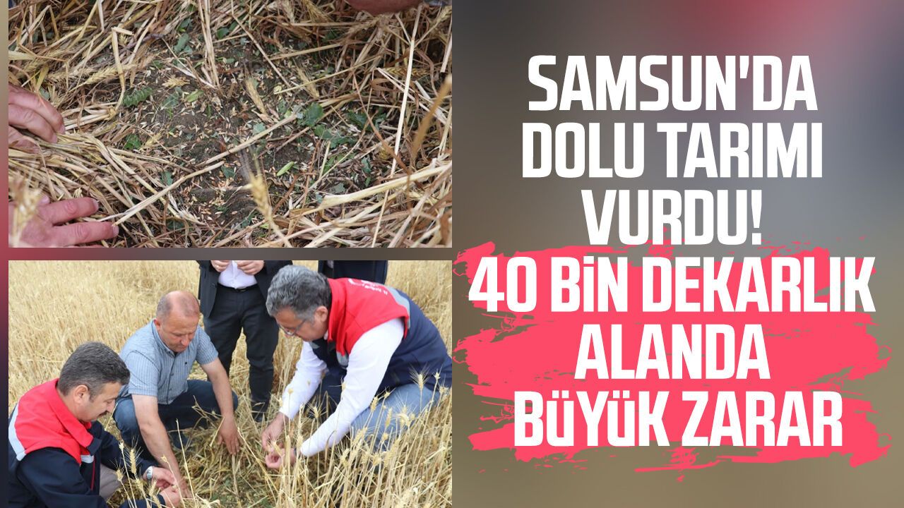 Samsun'da dolu tarımı vurdu! 40 bin dekarlık alanda büyük zarar