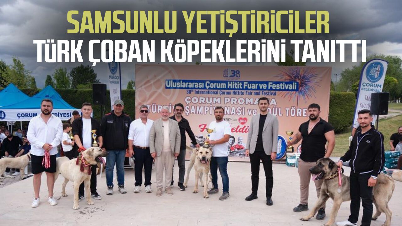 Samsunlu yetiştiriciler Türk çoban köpeklerini tanıttı