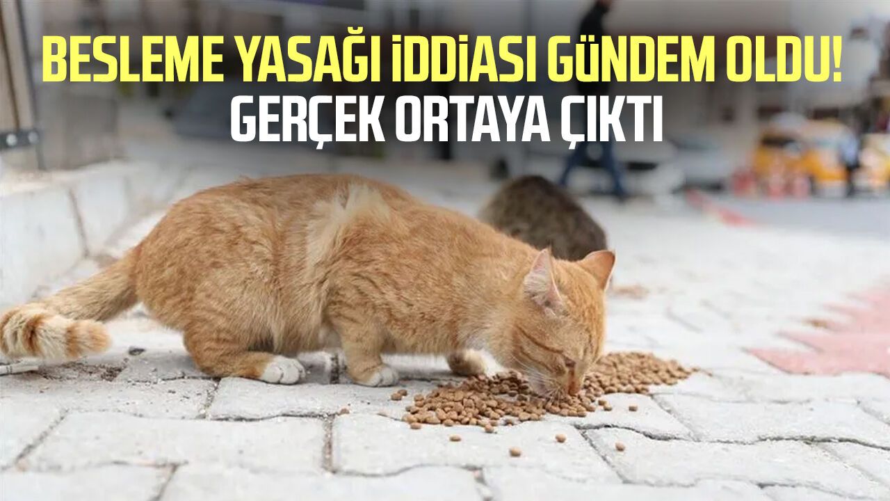 Sokak hayvanlarını beslemek yasak mı? Gerçek ortaya çıktı