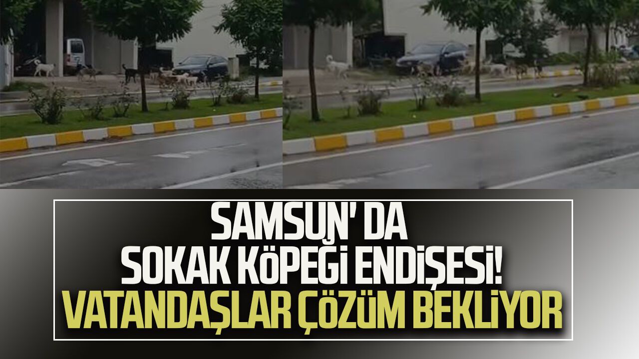 Samsun' da sokak köpeği endişesi! Vatandaşlar çözüm bekliyor