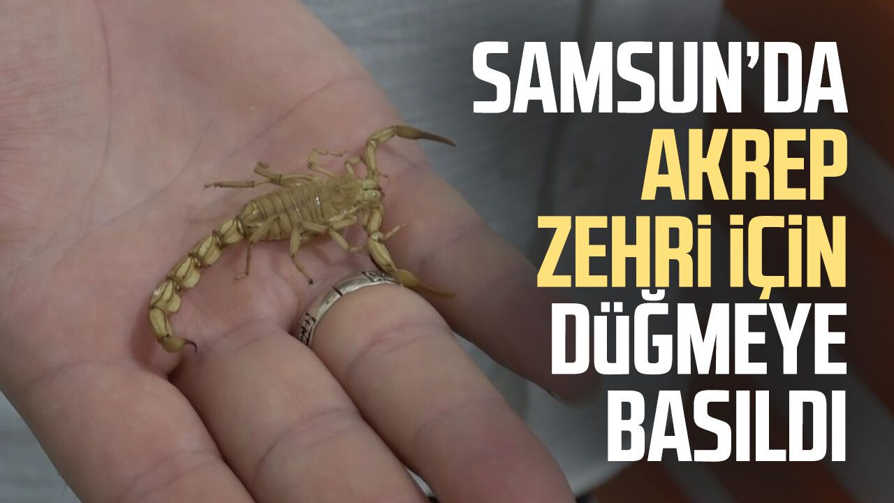Samsun’da akrep zehri için düğmeye basıldı